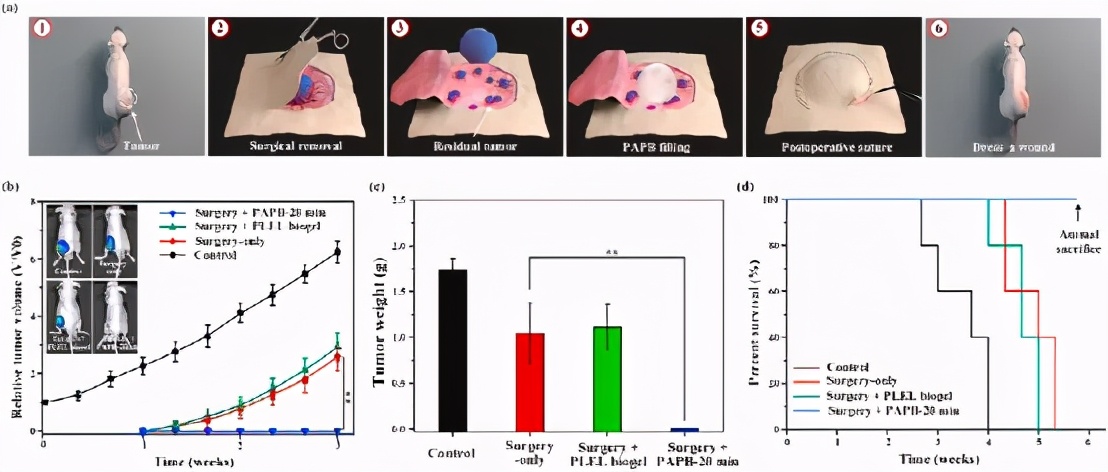 《Biomaterials》西安交通大学刘定新：等离子体活化热敏生物凝胶